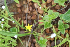 Hypoxis aurea